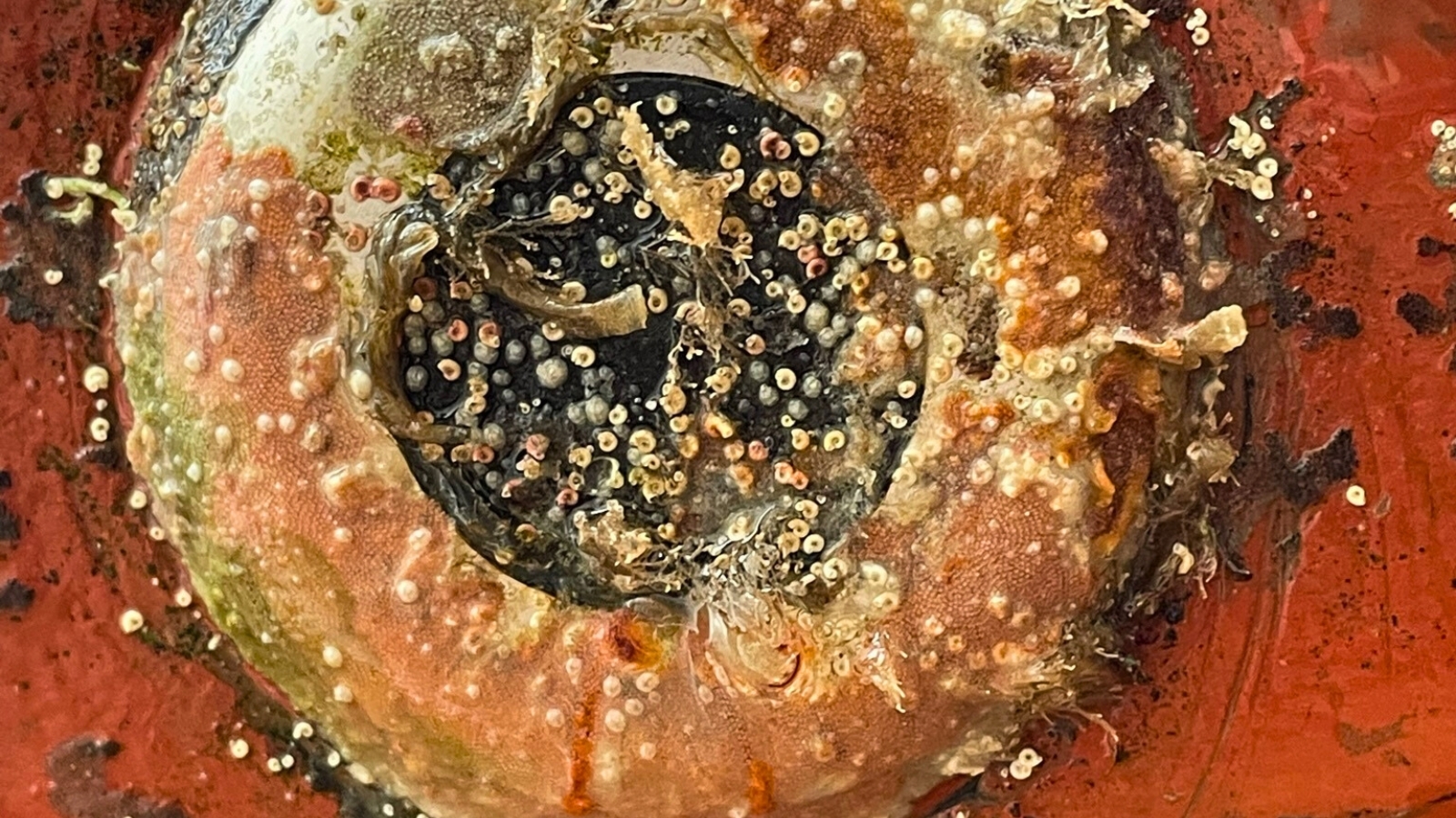 https://propspeed.sgp1.digitaloceanspaces.com/Fouling/16-fouled-light.jpg