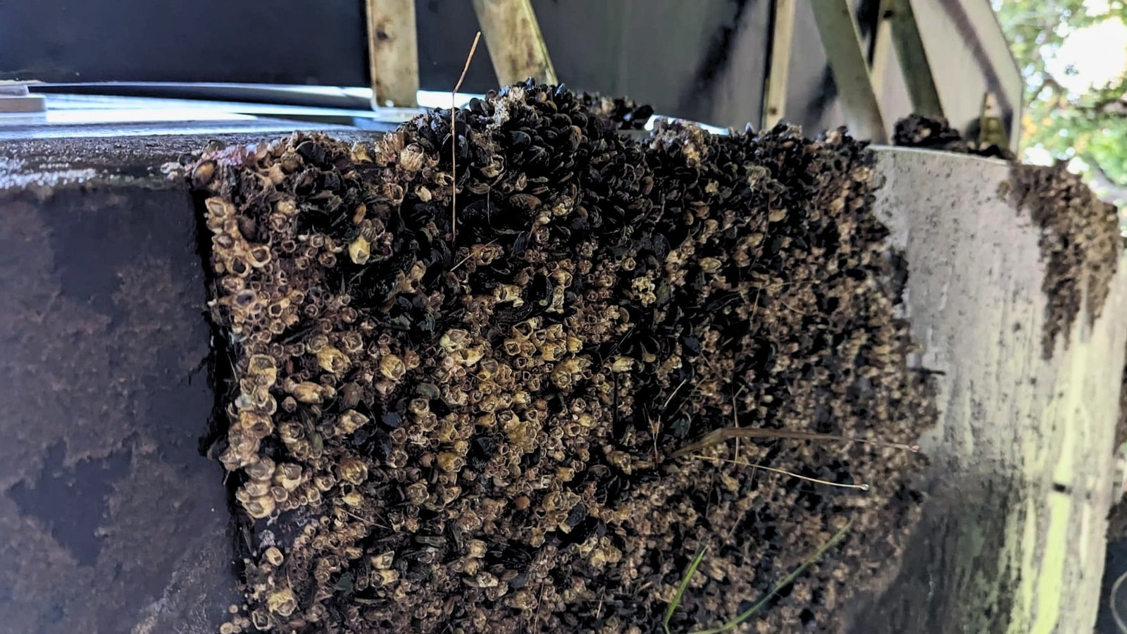 https://propspeed.sgp1.digitaloceanspaces.com/Fouling/7-heavy-marine-growth-in-florida.jpg